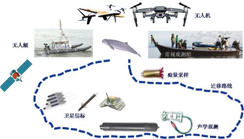 海洋濒危生物立体观测体系